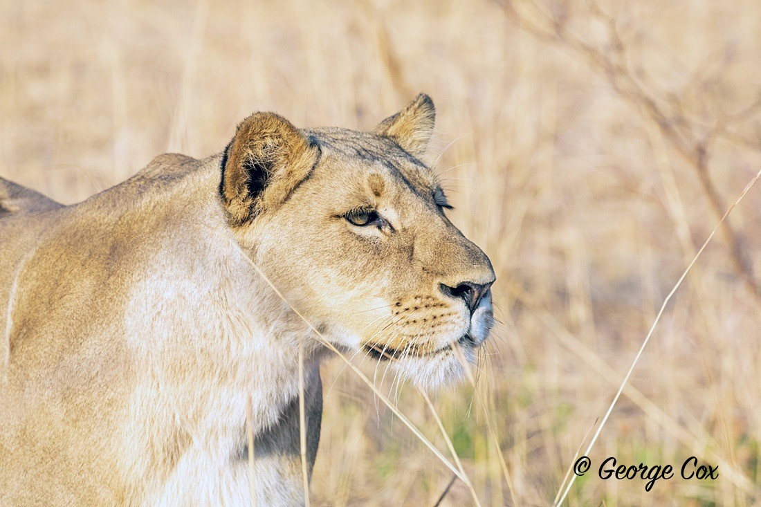 Lion - South Africa - Limpopo