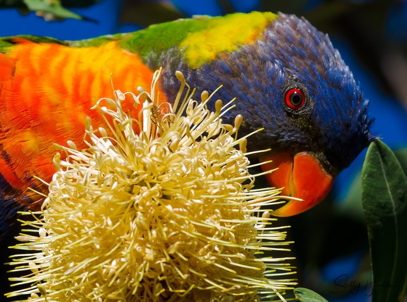 Lorikeet Feeding 4