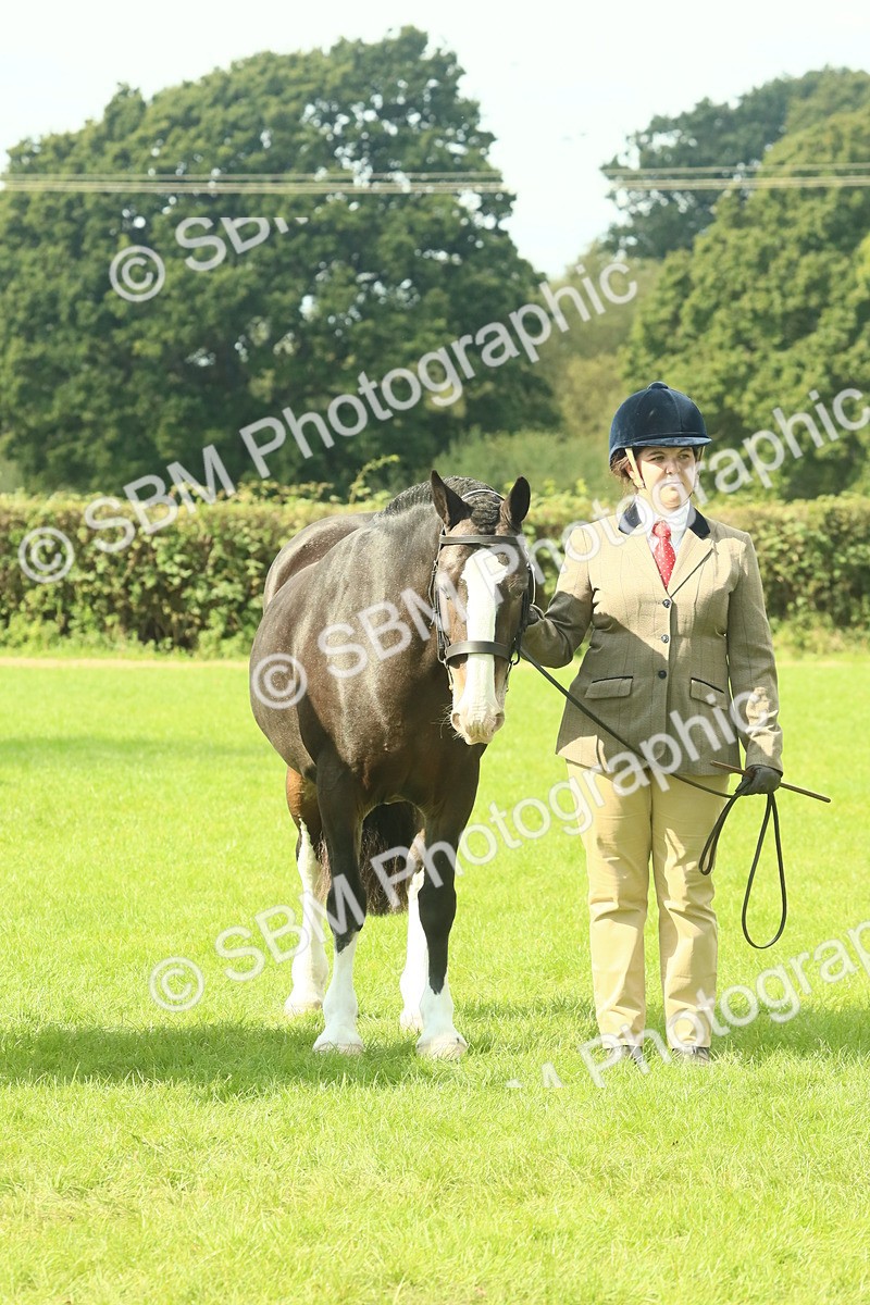 SBM_66410 - S34 - Rehabilitated Rescue Horse & Pony In Hand & Ridden