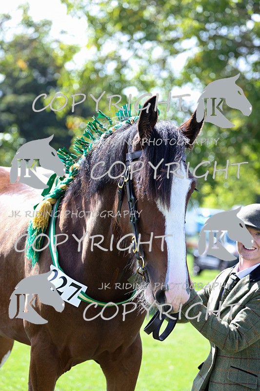 APP_3171 - Class 3 Youngstock