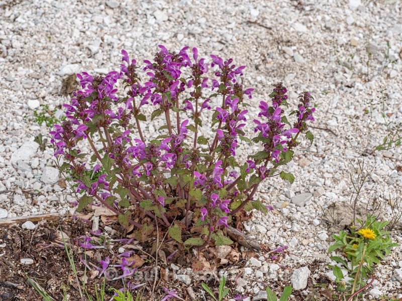 Large red deadnettle (Lamium garganicum) - Gargano - Wild Flowers