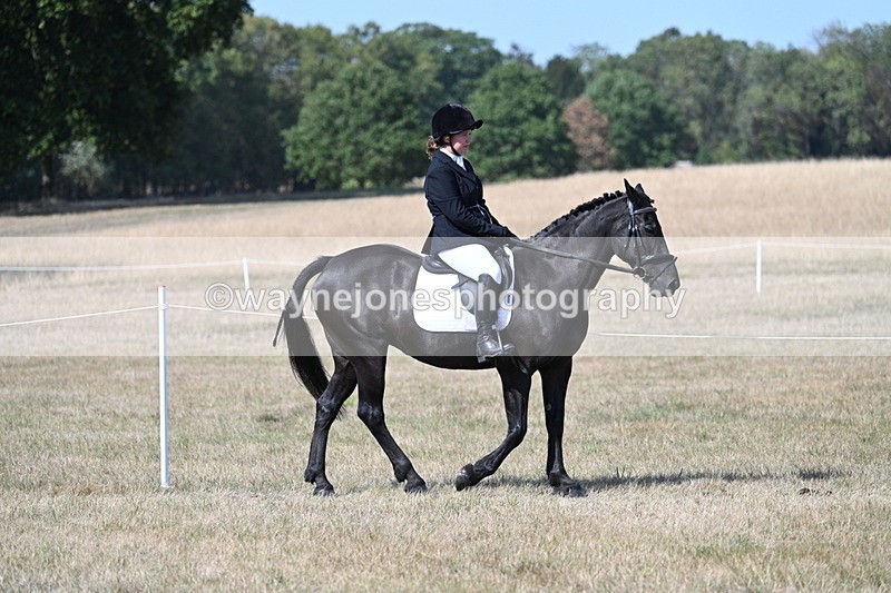 WJ7_1212 - Class 41 Prettiest Mare