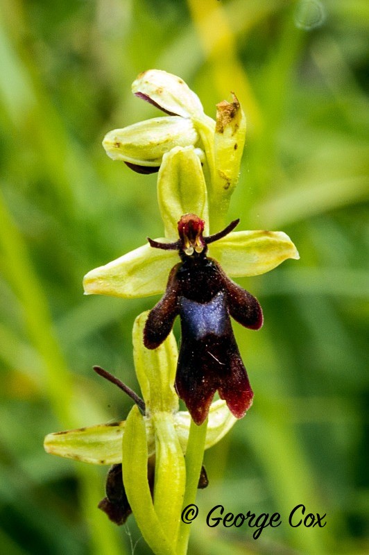 Fly Orchid - Orchids