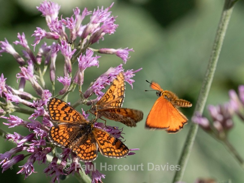 Glanville fritillary ( Melitaea cinxia)  with scarce copper (Lycaena virgaureae) - Insects & Spiders &  other animals 2021
