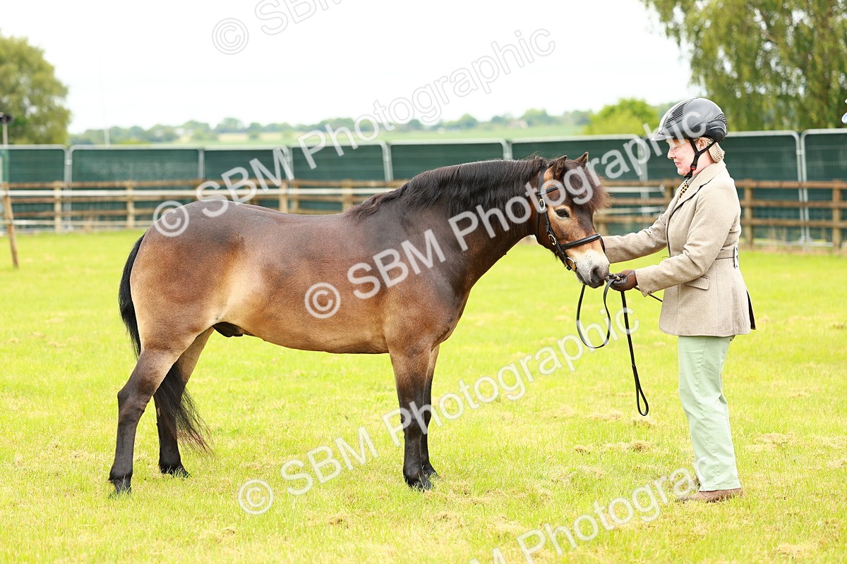 SBM_00277 - Class 58-67 - M&M Non Welsh Pony In hand