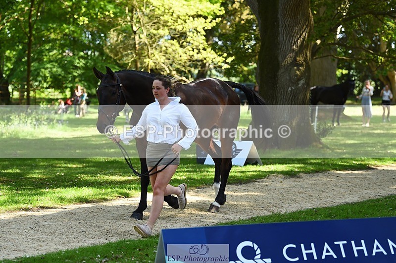 230524-153230-00340 - 357-VIVENDI_HERO-Saffron_Cresswell-WEDTrotUp+DR