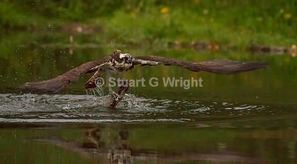16 - Wild Birds of Prey Inc. Owls
