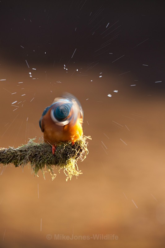 KINGFISHER no 16 - KINGFISHERS