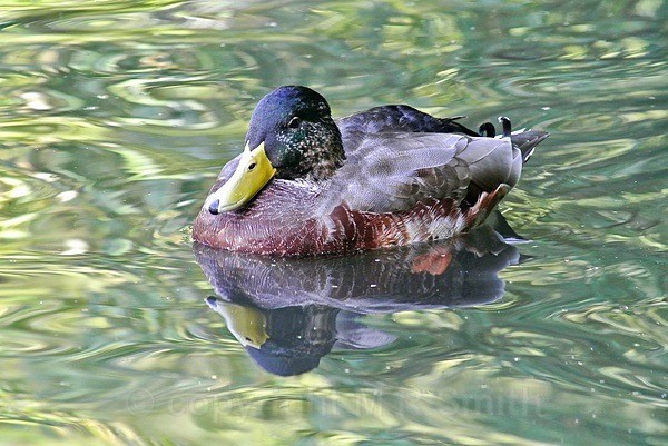 A Very Full Duck! - BIRDS & INSECTS