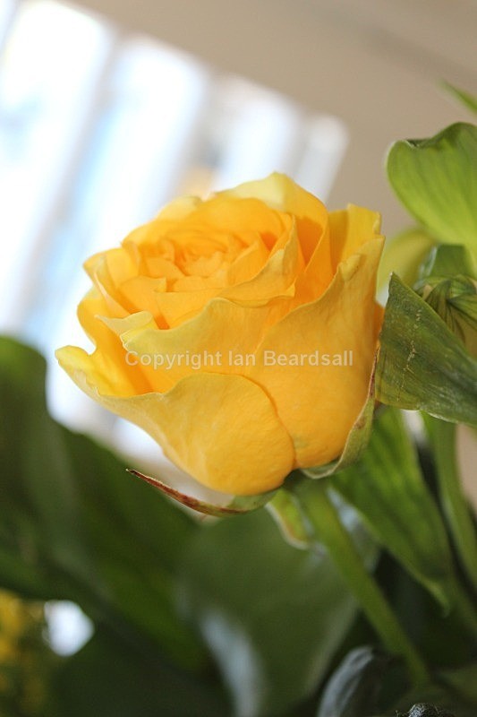 IMG_1609 - Flowers