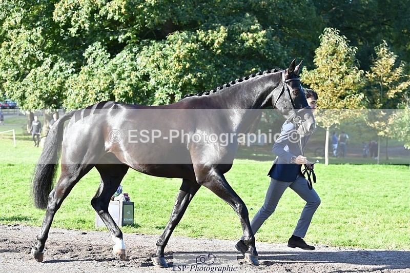 231022-111754-23872 - 560-TIMEPEICE.BLUE-Giorgio.Nardilli-TrotUp+SJ