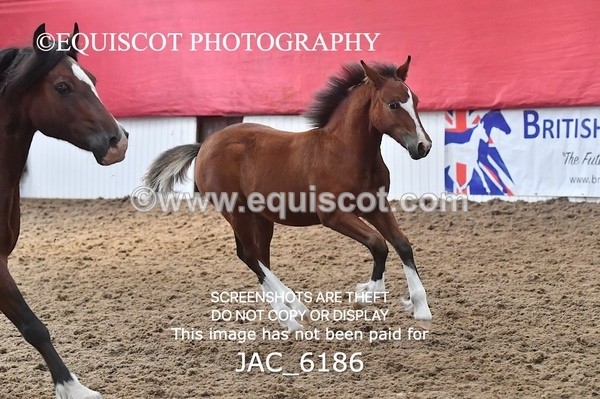 JAC_6186 - 17 Avonmore Little Maeda