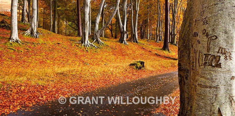  - Woods Trees Gorges and Waterfalls