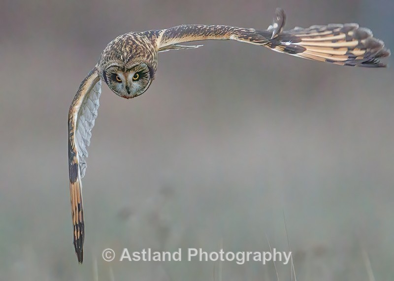 Short-eared Owl - Latest Images