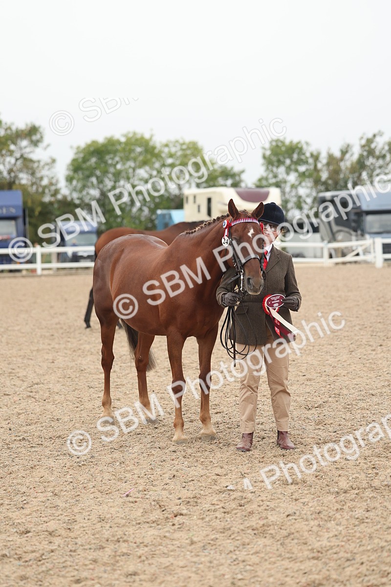 SBM_19888 - Class 318 - IH Part Bred Horse-Pony