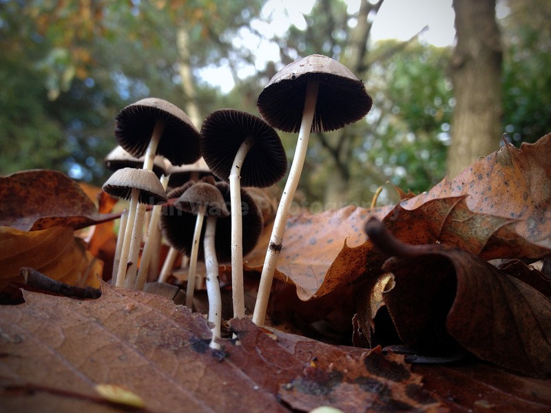  - Woodland scenes & flowers