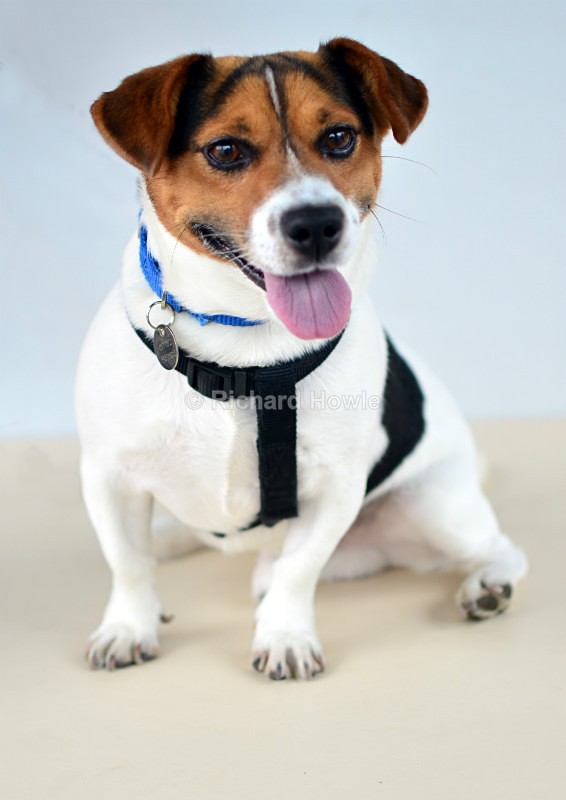 RAH_4133 - Pet Photography