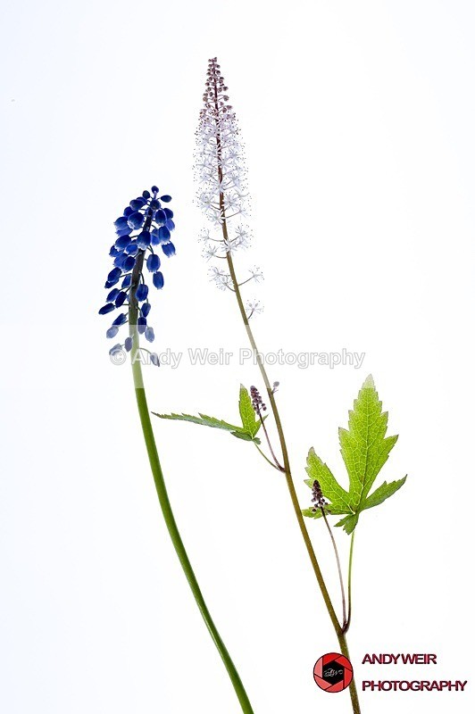 190423-untitled-1L4A1057-Edit - Plants & Flowers