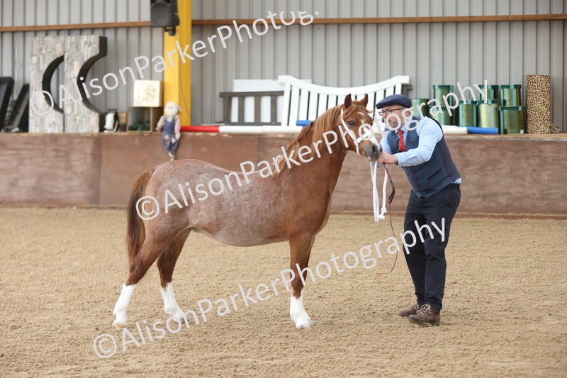 20251109-0503 - Class 18 - Yearling, Colt, Filly or Gelding