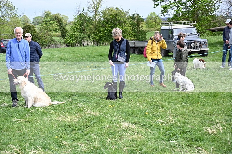 WJ6_8709 - Class 8 Best Working / Gun Dog or Bitch