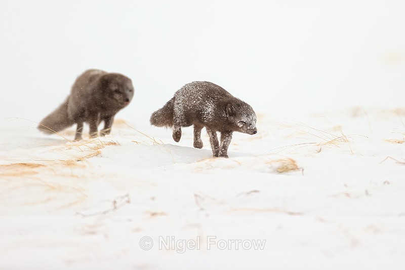 Female Arctic Fox chased by male, Hornstrandir, Iceland - Arctic Fox
