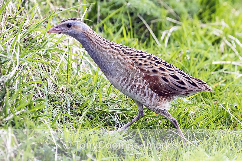 Corncrake - Mull