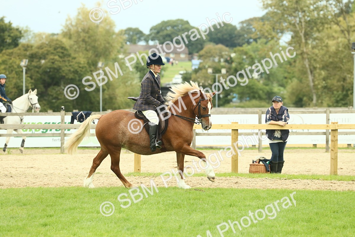 SBM_72080 - S60 - Mountain & Moorland Ridden Large Breeds