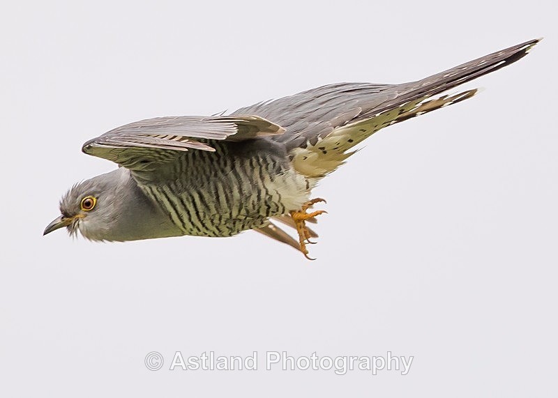 Astland Photography, Bird and Wildlife Images, Susan and Peter Wilson, U.K.