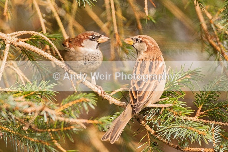 20121020-_MG_0582 - House Sparrow