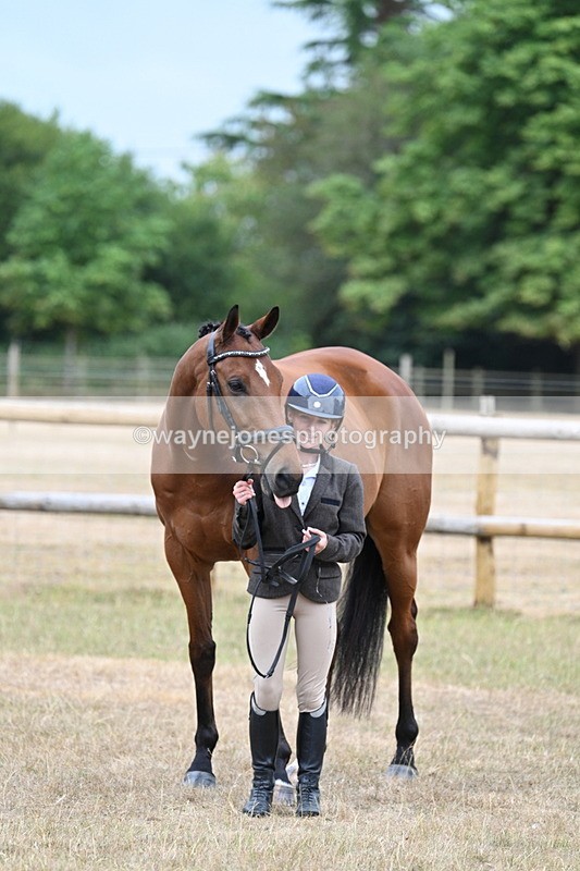 WJ7_9906 - Class 5a Most Handsome Gelding (above 14.2hh)