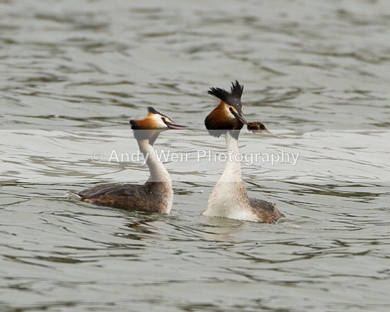20110326-IMG_2767 - Gt Crested Grebe