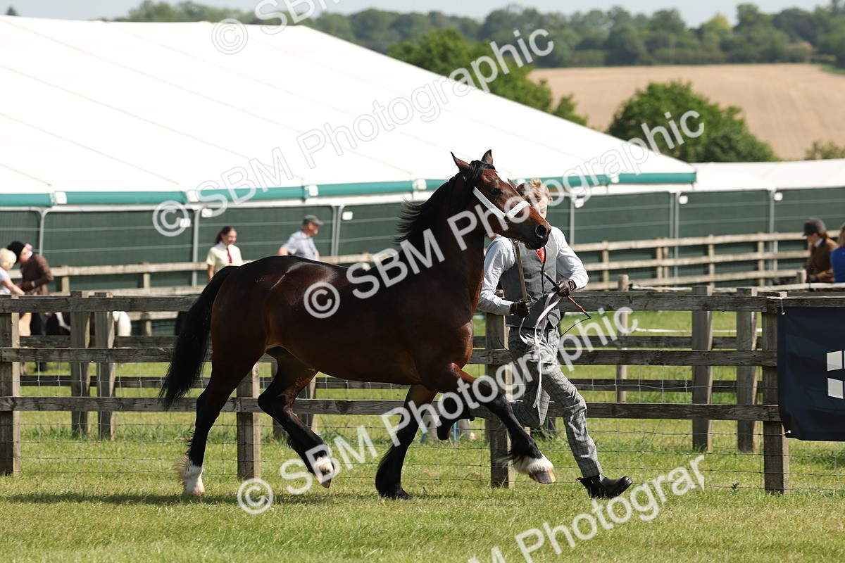 SBM_02224 - Class 6-13 - Mountatin and Moorland In Hand Welsh Breeds