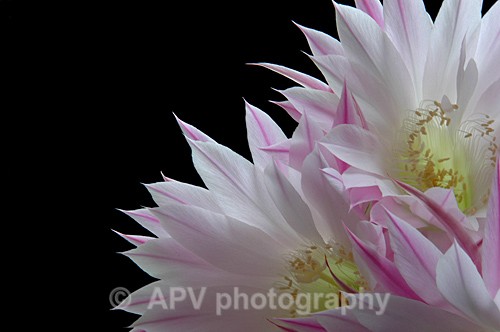 3 - Petals and Leaves