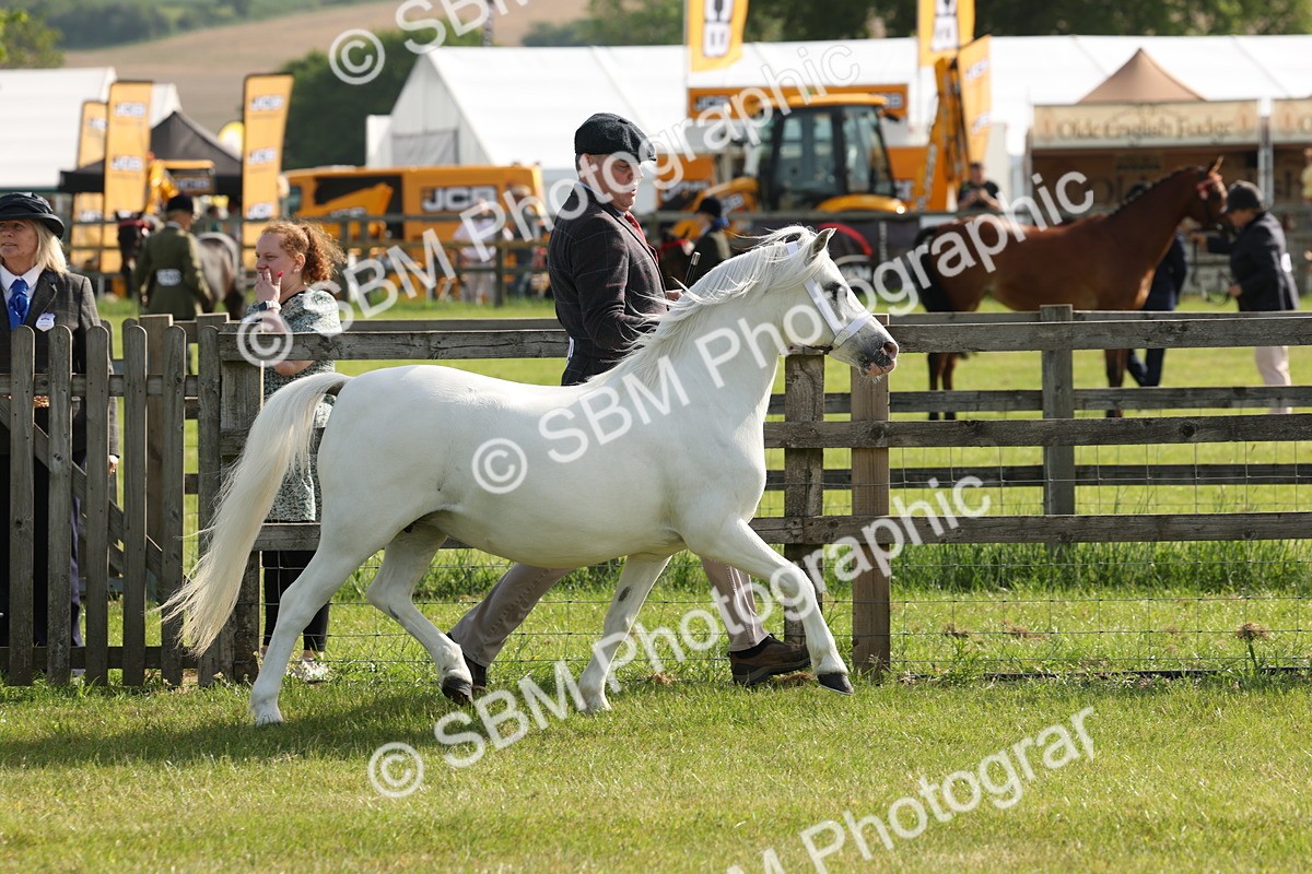 SBM_00633 - Class 6-13 - Mountatin and Moorland In Hand Welsh Breeds
