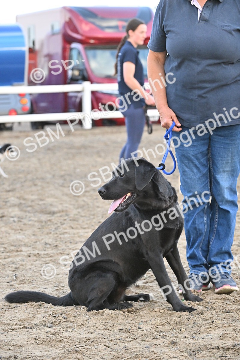 SBM_09551 - Lorry Dogs