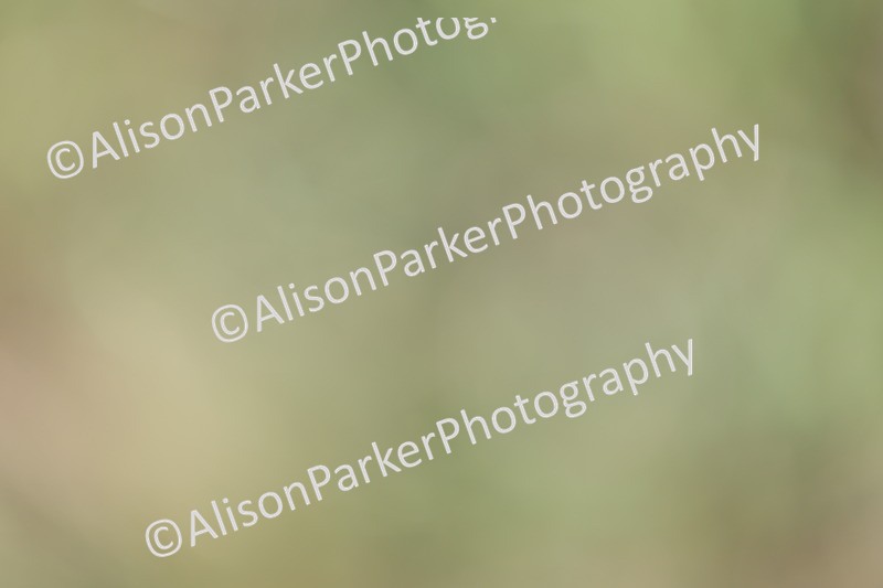 20250831-0965 - Class 14 - Ex Racehorse