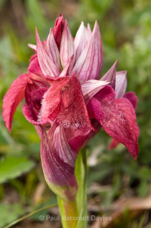 Scarce Serapias (Serapias neglecta) - Orchids - Serapias