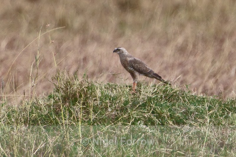 Dark Chanting-goshawk on a grass mound - Dark Chanting-goshawk