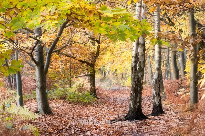 Autumn in Sutton Woods - Suffolk - Landscapes