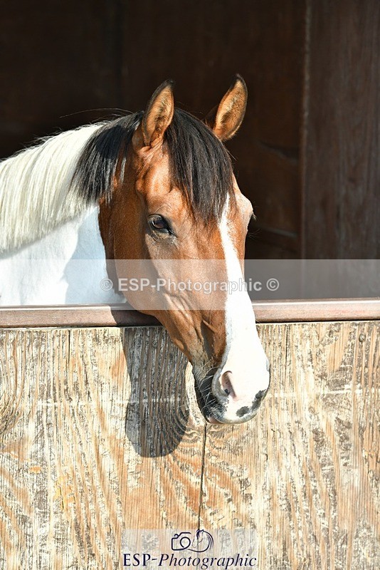 230817-082758-02389 - Stable Shots