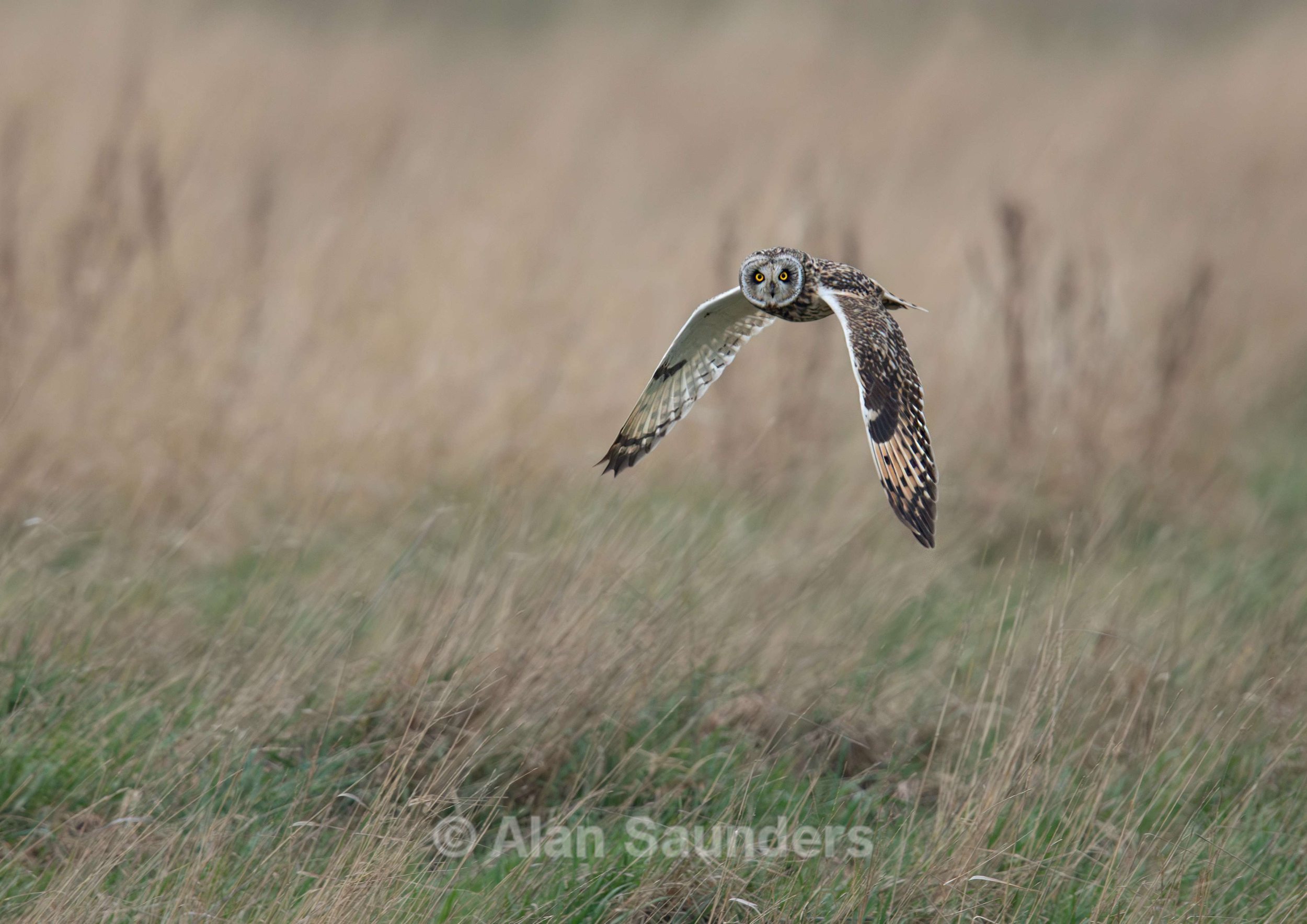 Short Eared Owl