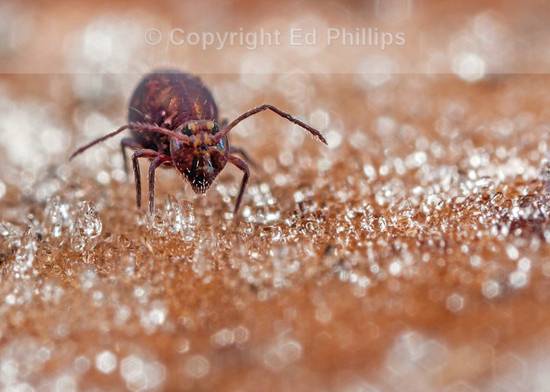 Dicyrtoma fusca
