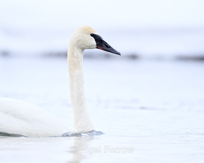 Trumpeter Swan portrait, Madison River, Yellowstone National Park - Trumpeter Swan