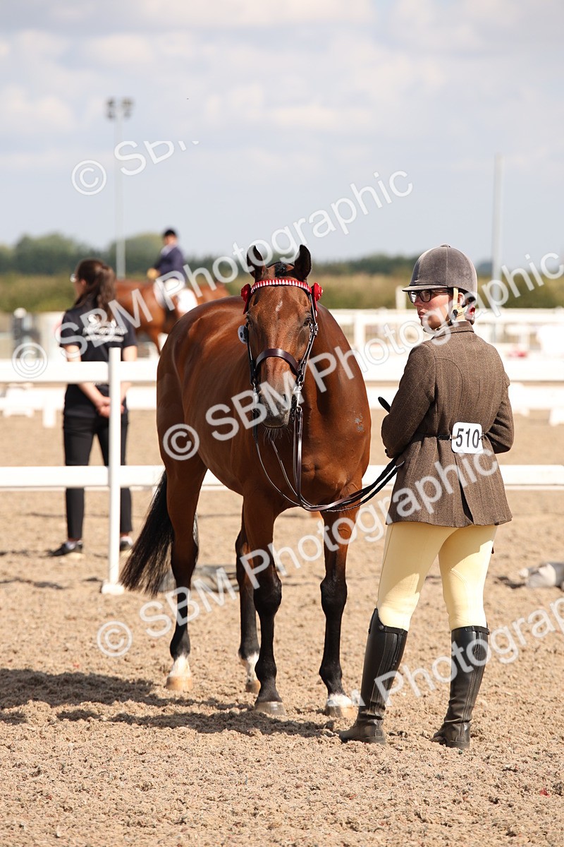 SBM_03398 - Class 18 Handsomest Gelding (IH or Ridden)