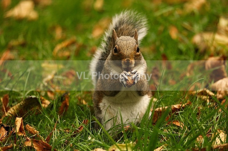 A Squirrel 4 - Animals and Birds