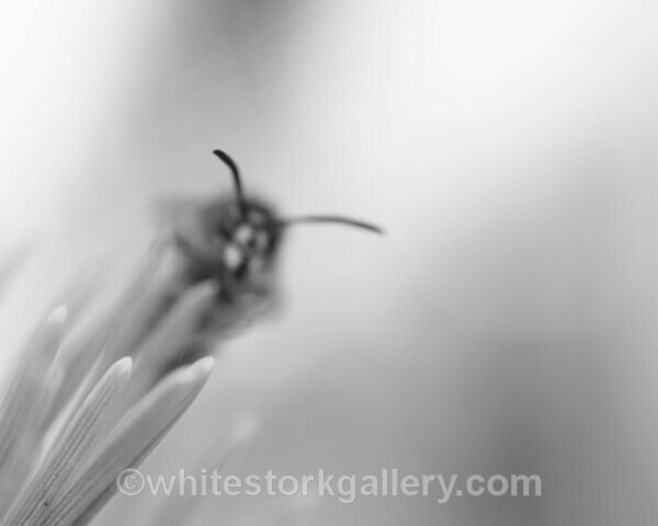  - Slow Photography