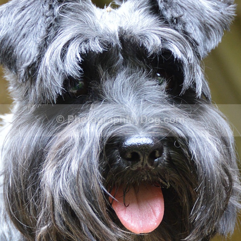  - Schnauzers