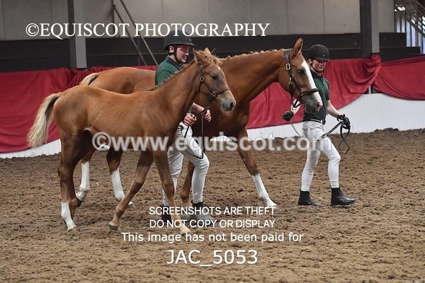 JAC_5053 - 9 Zinzipan