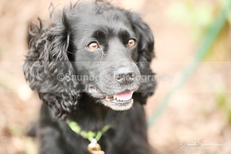 SPXX3961 - Endurance Dogs