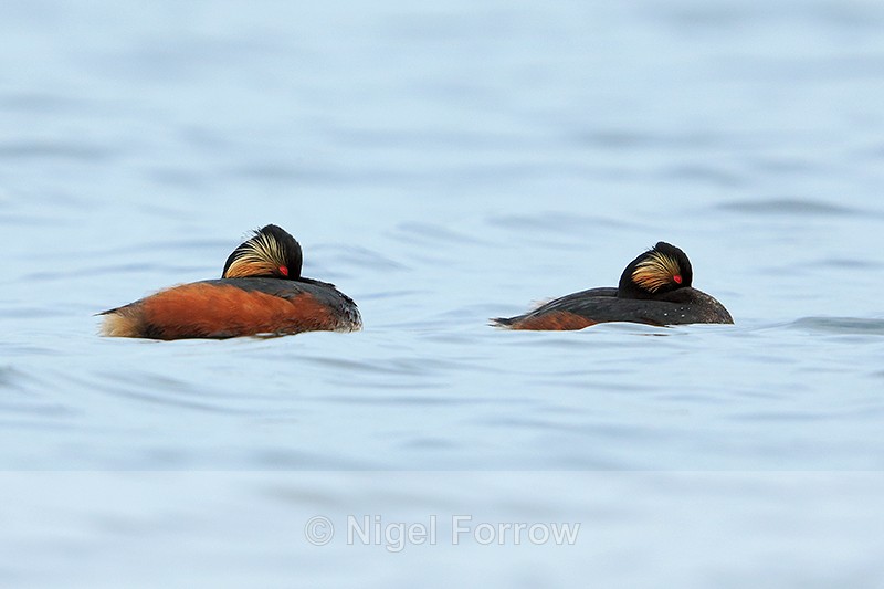 Black-necked Grebes (summer plumage) at Farmoor - Black-necked Grebe